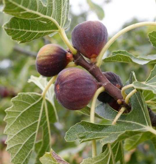 Figues mûres
